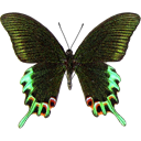 Luzon Peacock Swallowtail - Papilio hermeli icon